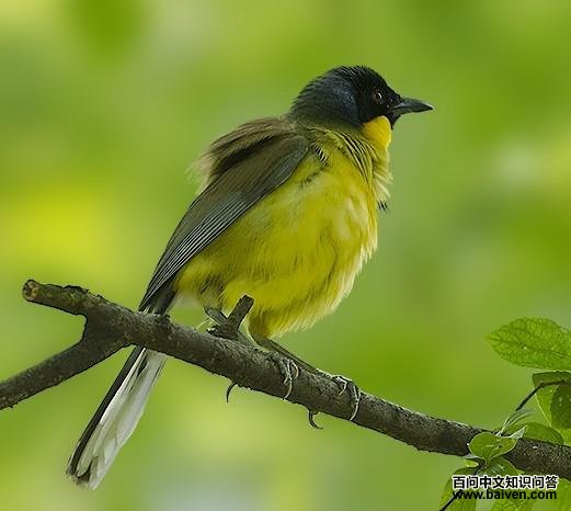 �ƺ�����