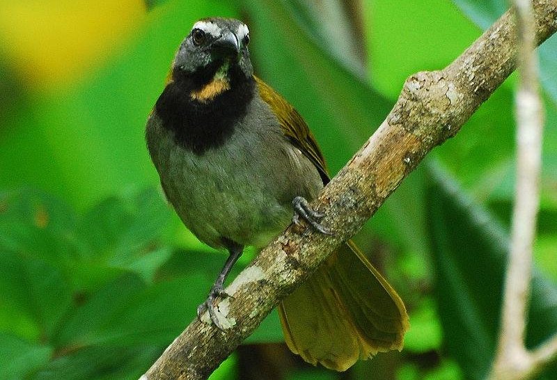 �ƺ���ȸ��ͼƬ