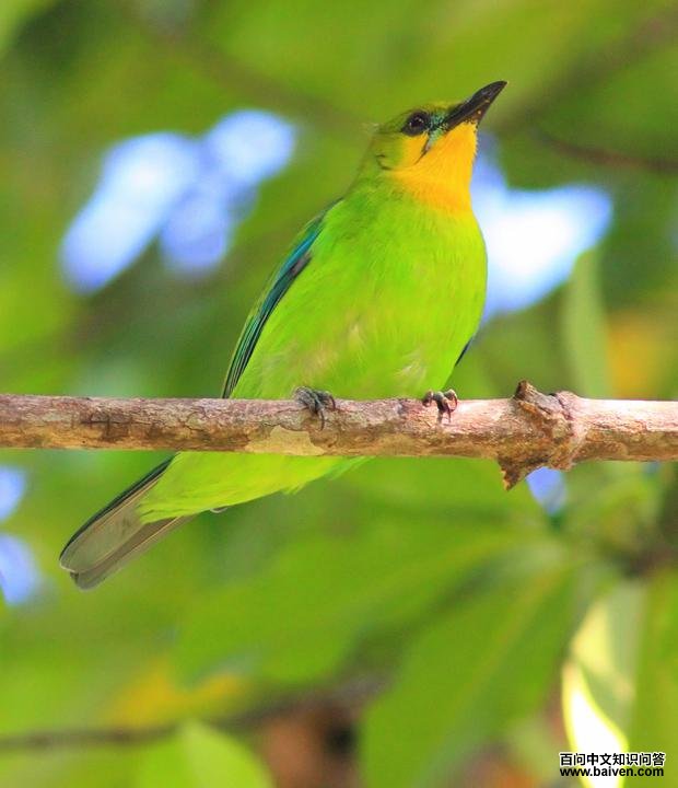 �ƺ�Ҷ�ǵ�ͼƬ