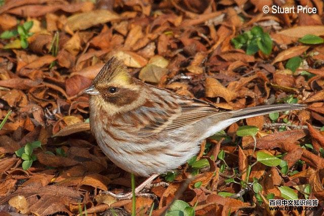 �ƺ��c������