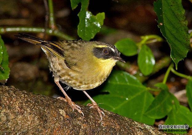 �ƺ�˿��ݺ��ͼƬ