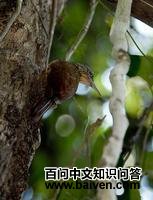 �ƺ�����ȸ��ͼƬ