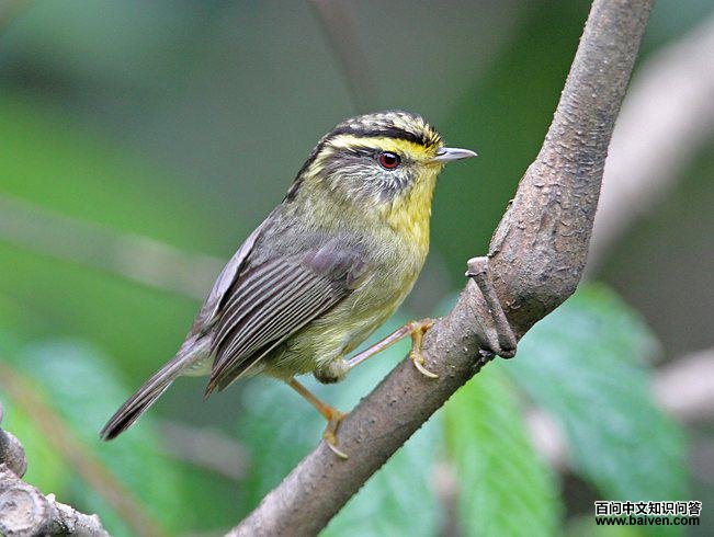 黄喉雀鹛 黄喉雀鹛的图片