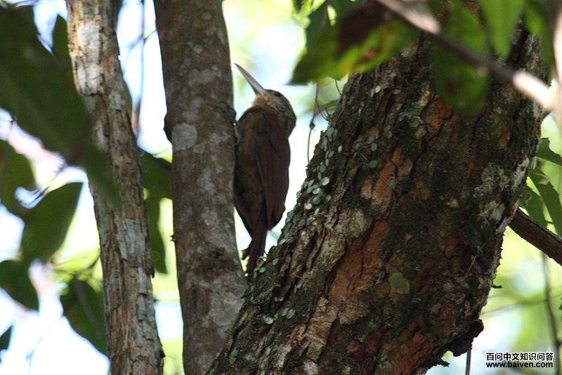 �ƺ���ȸ��ͼƬ