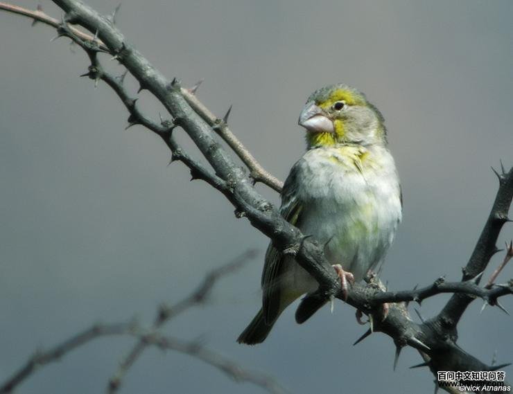 Sulphur-throated Finch (Sicalis taczanowskii)