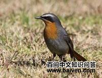 �ƺ����S��ͼƬ