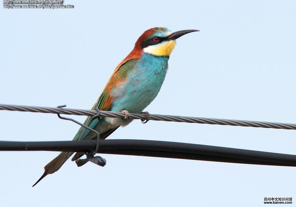 �ƺ��仢��ͼƬ