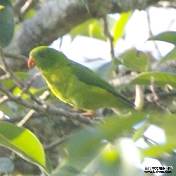 �ƺ���β���ĵ�ͼƬ