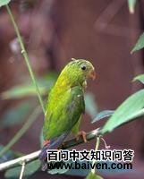 �ƺ���β����