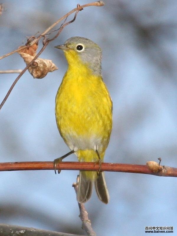 黄喉虫森莺 黄喉虫森莺的图片