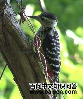 �ƺ�����ľ���ͼƬ