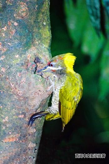 �ƹ���ľ��