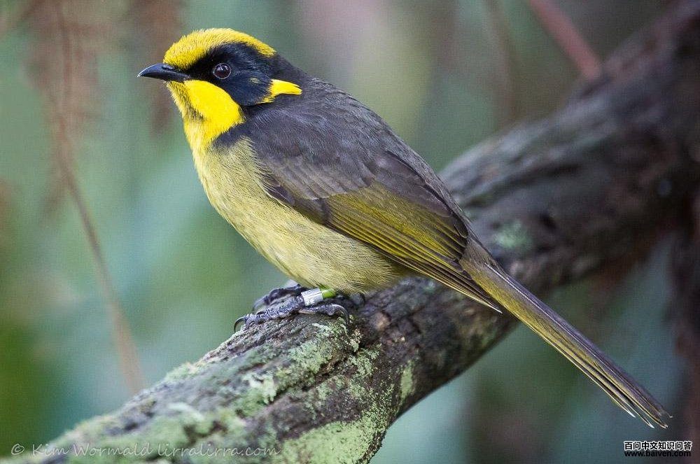 黄冠吸蜜鸟 黄冠吸蜜鸟的图片