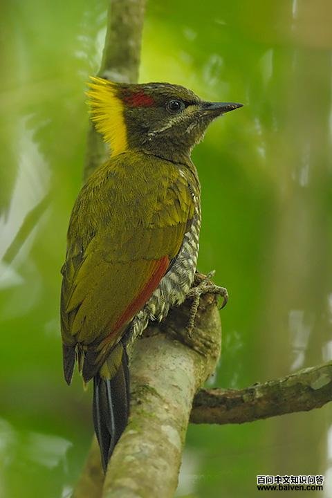 黄冠绿啄木鸟 黄冠绿啄木鸟的图片