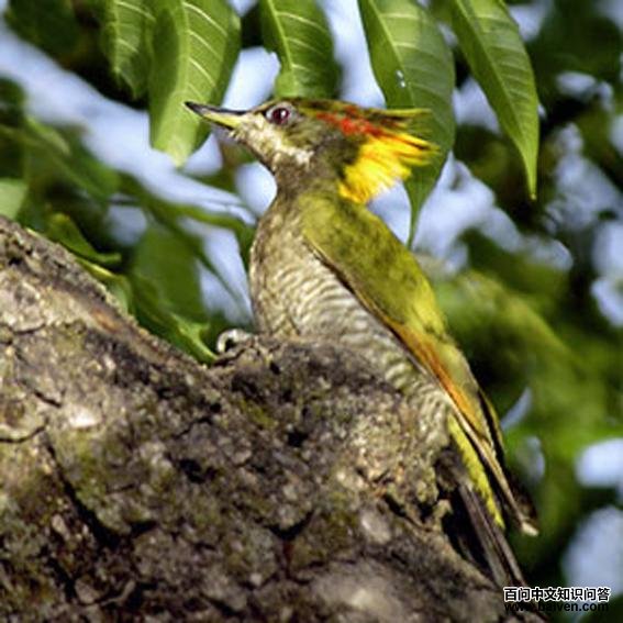 �ƹ�����ľ��