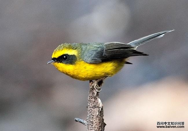 �Ƹ���β�l��ͼƬ