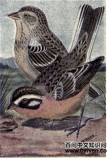 黄腹铁爪鹀 黄腹铁爪鹀的图片