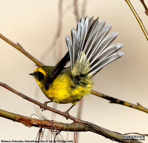 �Ƹ���β�l��β��