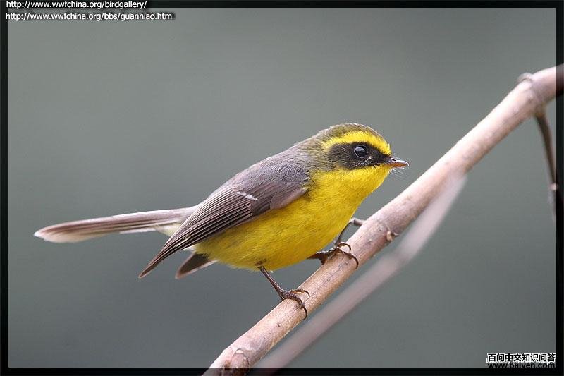 �Ƹ���β�l