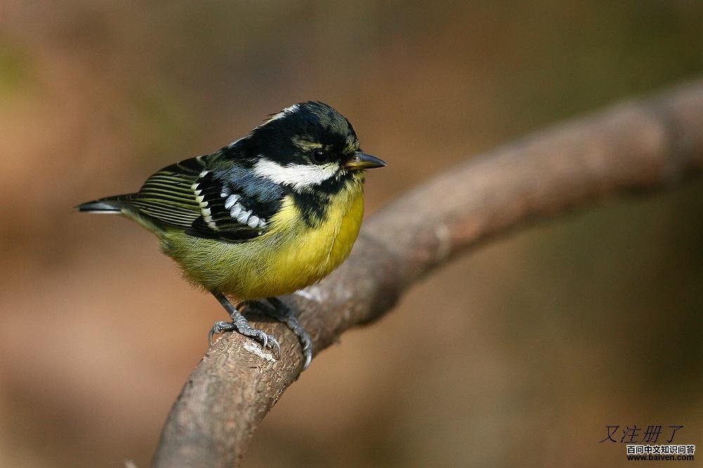 �Ƹ�ɽȸ��ͼƬ