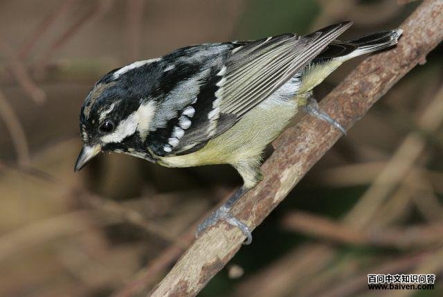 �Ƹ�ɽȸ���ǳ�������