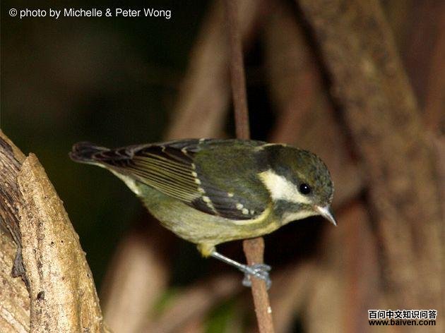 �Ƹ�ɽȸ���ǳ��񡢴���