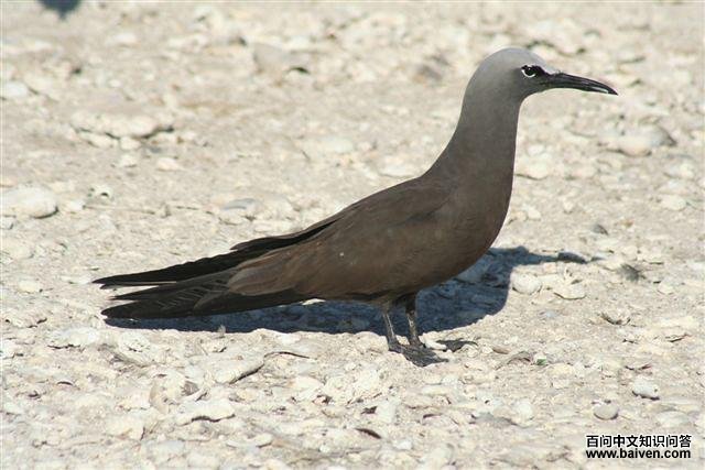 �׶�����Ÿ��ͼƬ