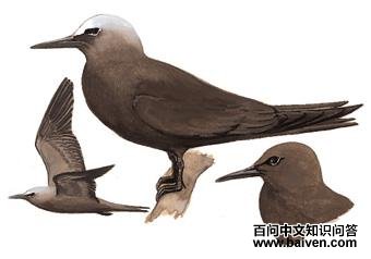 �׶�����Ÿ