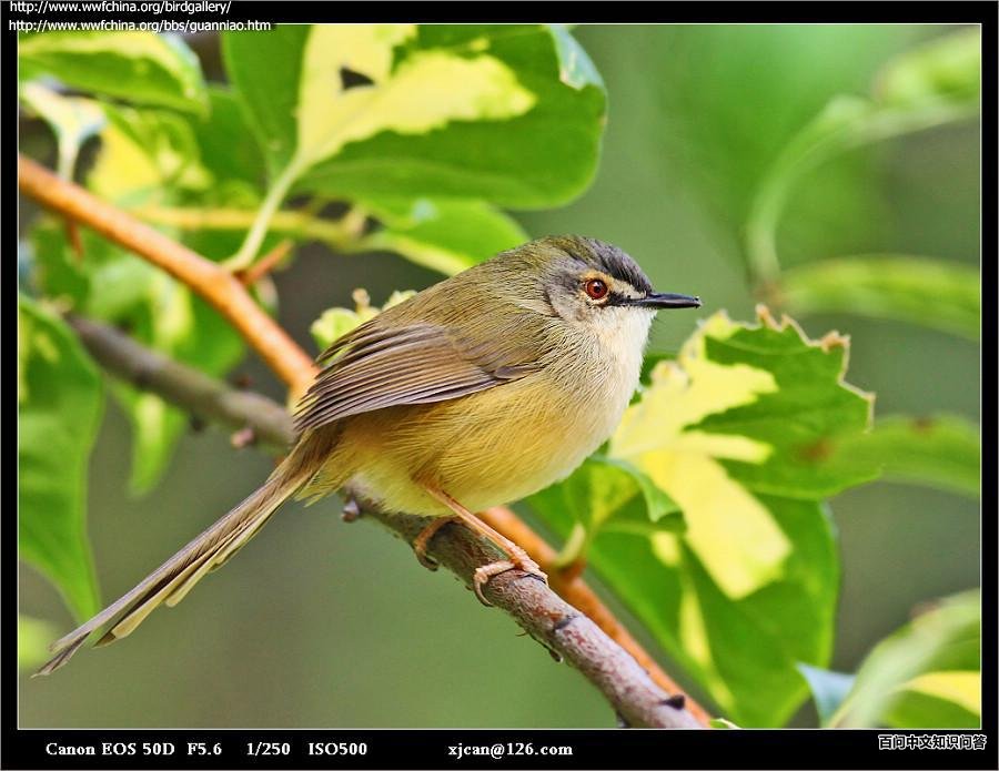 �Ƹ�ɽ��ݺ��ͼƬ