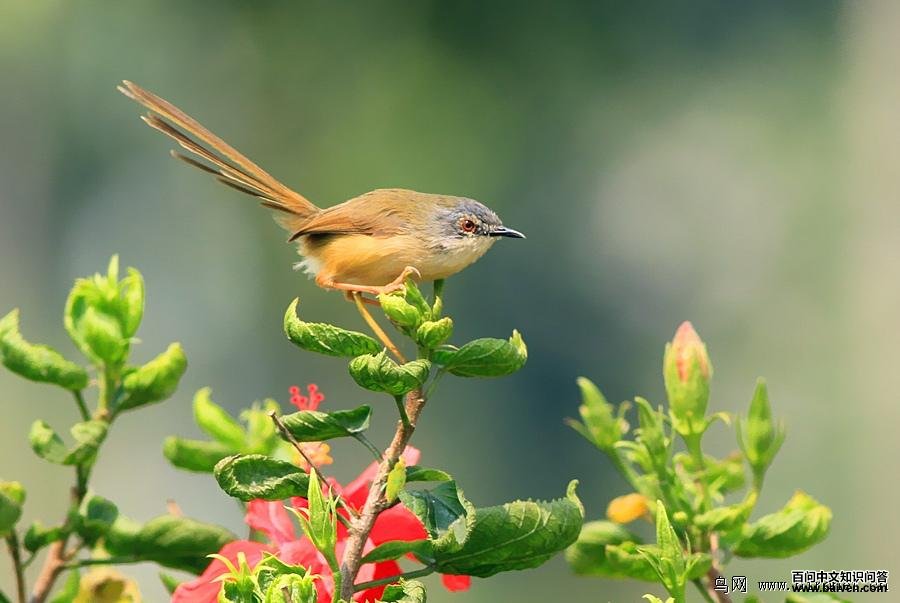 �Ƹ�ɽ��ݺ����Ӱ���峤��