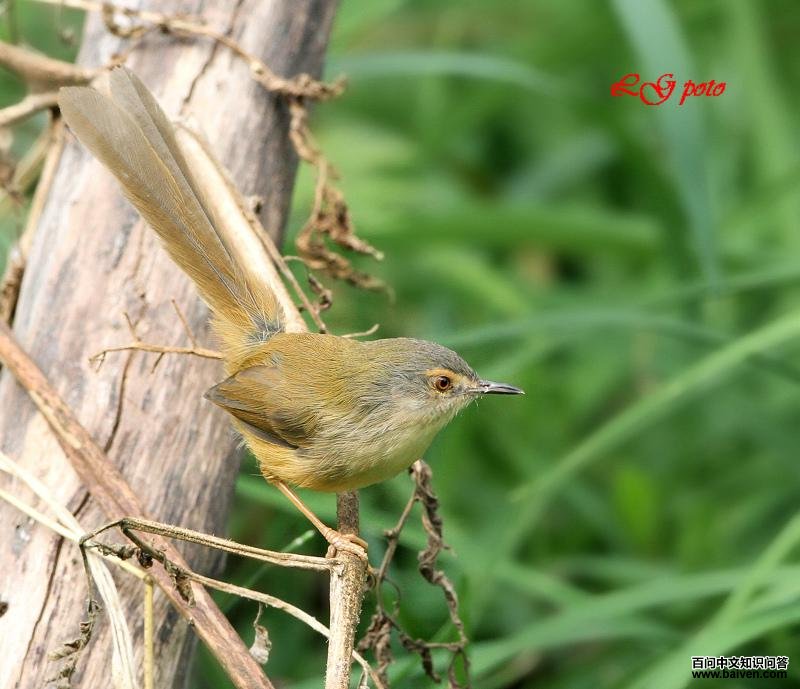 �Ƹ�ɽ��ݺ��ͷ����ɫ�����ߴ�С�գ�