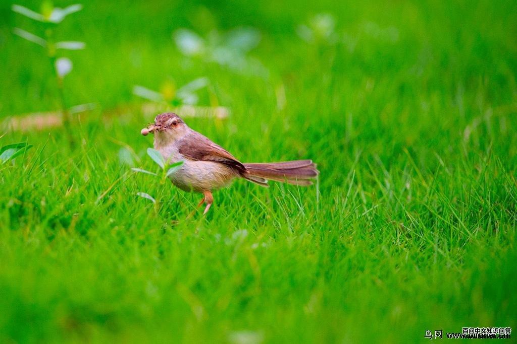 ��ɫɽ��ݺ���ֽ�����ͷ��ݺ����ɫ��ݺ�����Ȳ�Ҳ�ɾ�����ɫ����