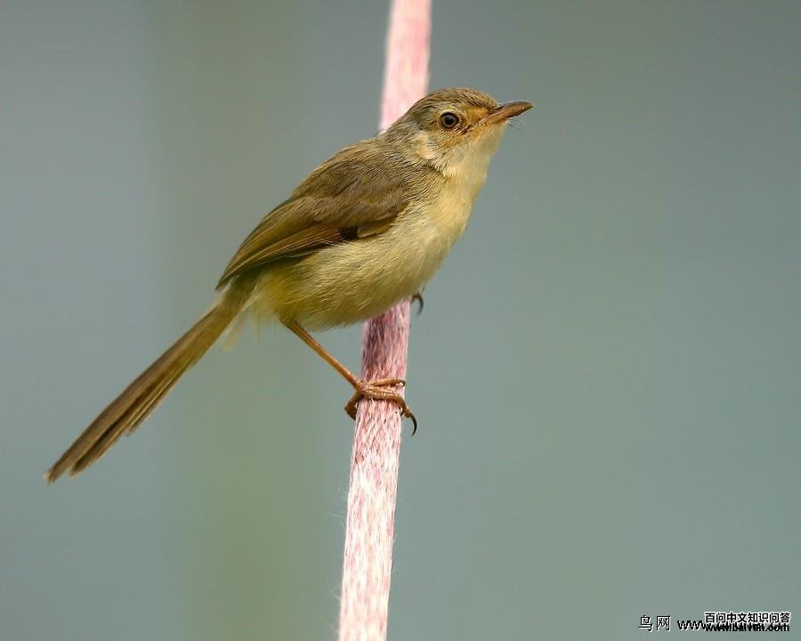 ��ɫɽ��ݺ���ֽ�����ͷ��ݺ����ɫ��ݺ������ɫ��Ϊһ�¡�