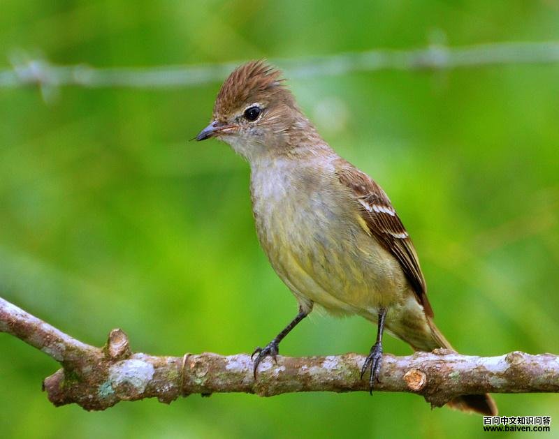 �Ƹ�����l��ͼƬ