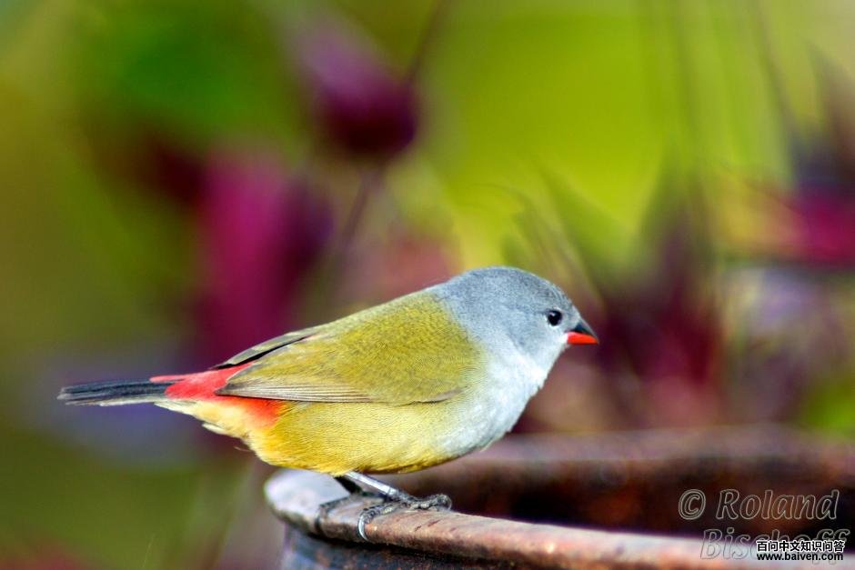 黄腹梅花雀 黄腹梅花雀的图片