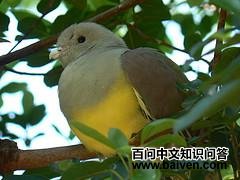 �Ƹ�����ͼƬ