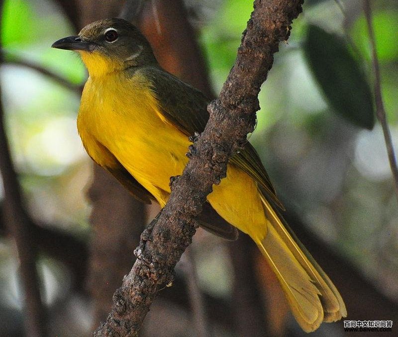 黄腹绿鸫鹎 黄腹绿鸫鹎的图片