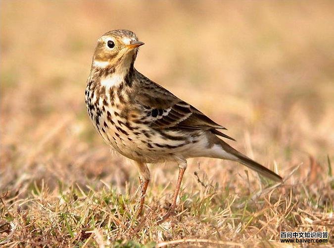 黄腹鹨 黄腹鹨的图片