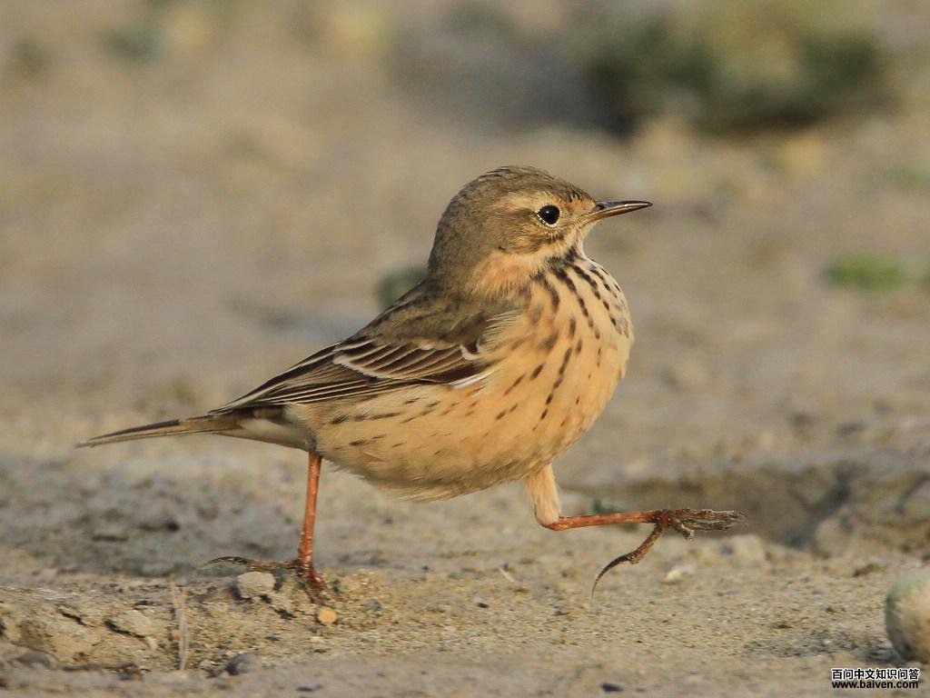 �Ƹ��ң���Ӱ·ң