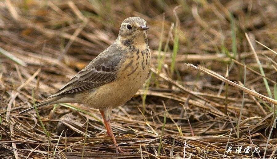 �Ƹ��ҵķ�ֳ����Ӱ��ע����