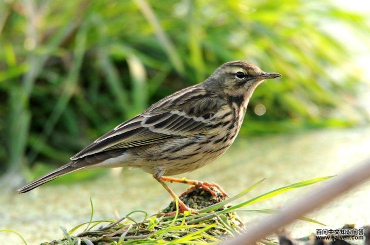 �Ƹ��ң���Ӱykcg1818