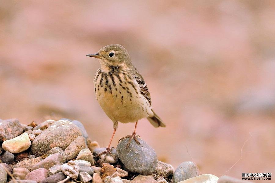 �Ƹ��ң���Ӱ�����ӿ���