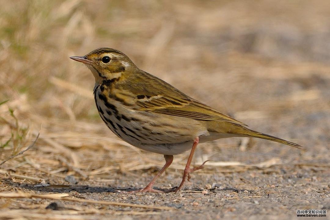 ���ң������кڰߣ��ϱ����Ʋ����ԣ�����������Ե���Բ��߰�ɫ