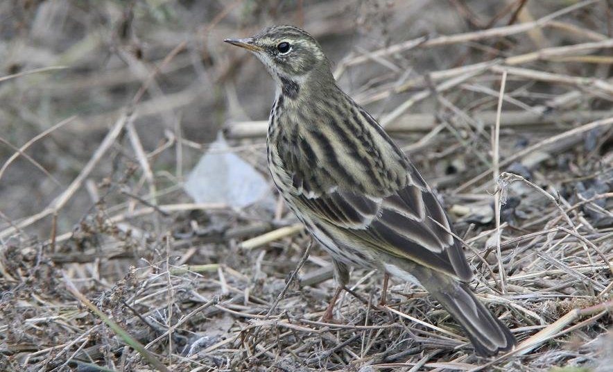 �Ƹ��ң�����������Ե��ɫ���ϱ������ƣ�����ڰ�