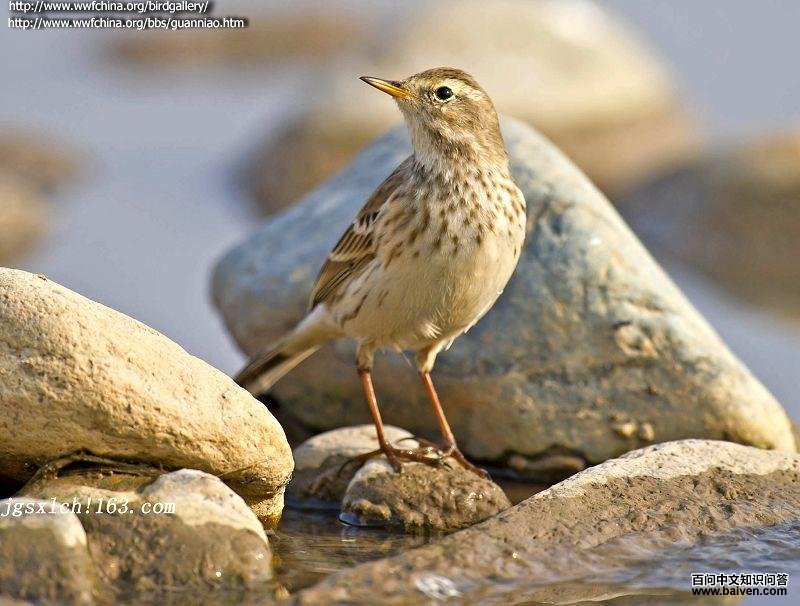 ˮ�ң���ֳ�ڣ��������ơ����尵�ơ��Ž���ɫ