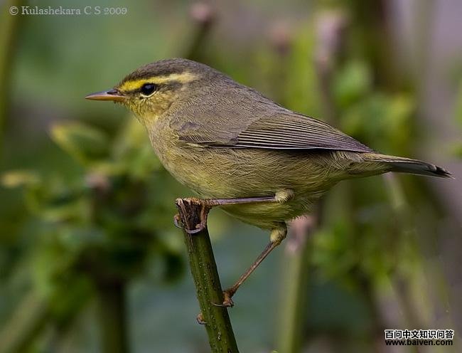 黄腹柳莺 黄腹柳莺的图片