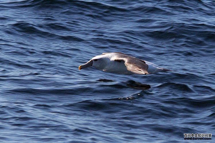 白顶信天翁 白顶信天翁的图片