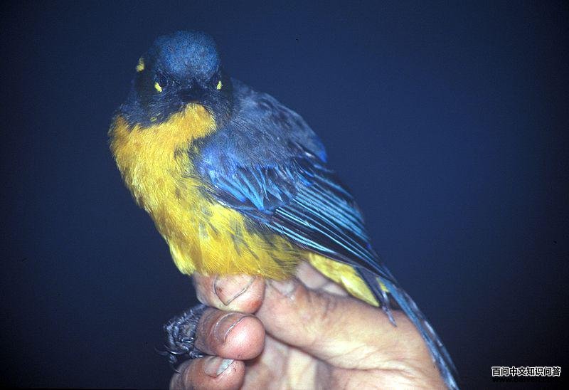 �Ƹ������ȸ��ͼƬ