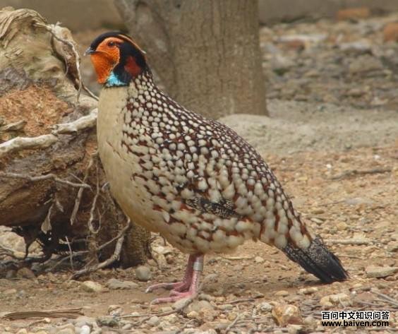 �Ƹ�������ͼƬ