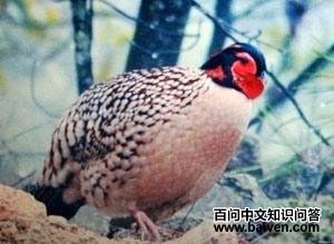 �Ƹ�����